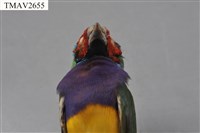 胡錦鳥藏品圖，第10張